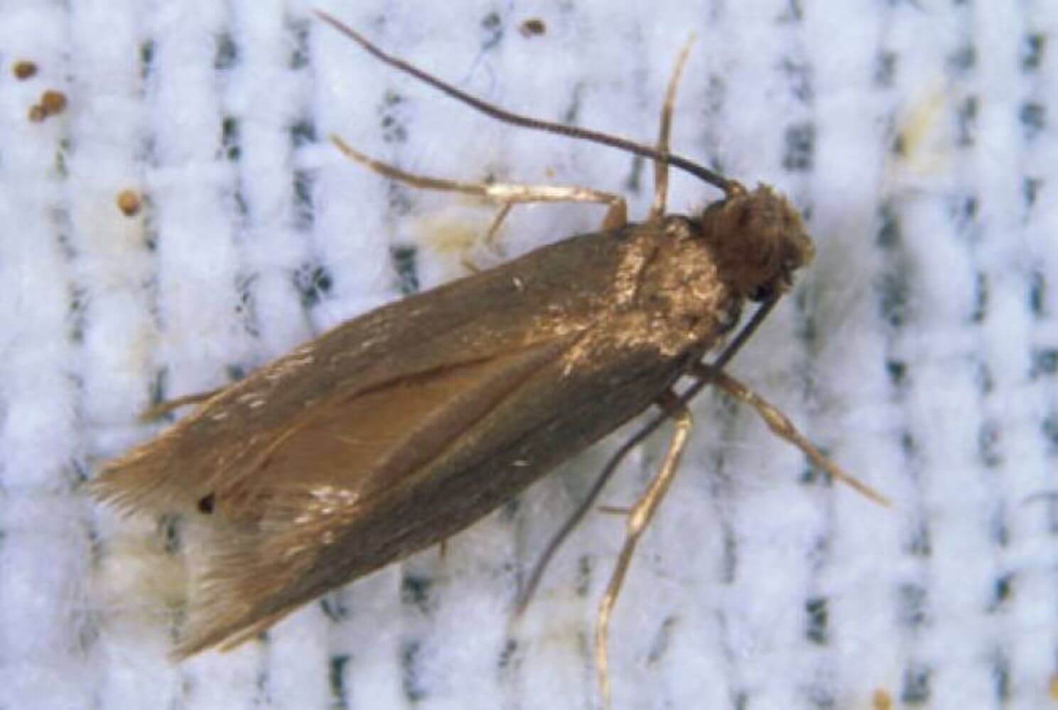 Moth treatment service